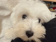 -翊宠yipet猫狗购宠庄园犬舍•猫舍