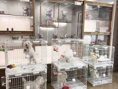 -翊宠yipet猫狗购宠庄园犬舍•猫舍