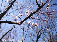 -新虹桥中心花园