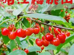 -樱桃山旅游景区