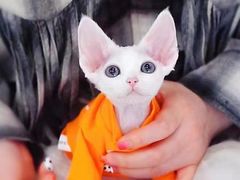 -十年猫舍·猫咪专门店(普陀店)