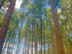 -黄海国家森林公园