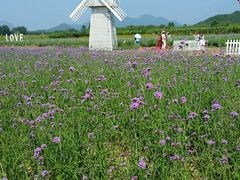 -北京东方普罗旺斯薰衣草庄园