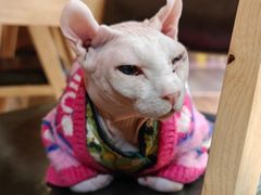 -MOCHA明星猫咖(田子坊店)