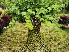 -武汉紫薇都市田园