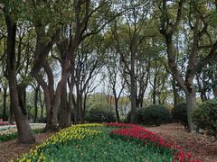 -上海鲜花港