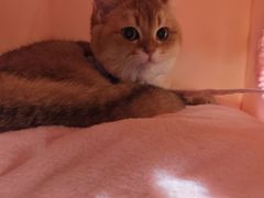-MARSMART PETS火星宠物超市(1733店)