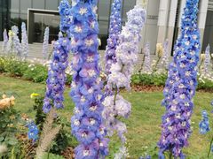 -深圳国际园林花卉博览园