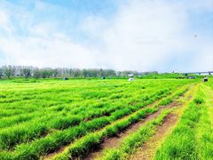 -薛记襄阳香辣牛肉面(平安路店)