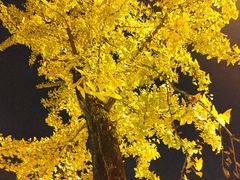 -高庙村(地铁站)