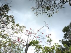 -梅沙尖