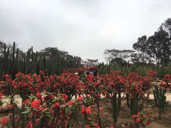 -松山湖梦幻百花洲