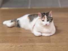 -美联众合动物医院·24h转诊中心