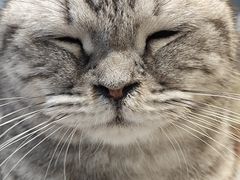 -怪兽屋·羊驼·猫咖·狗咖(俊华广场店)