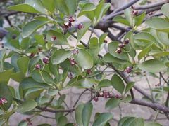 -泰山风景名胜区-普照寺