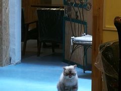 -猫色咖啡·猫咖