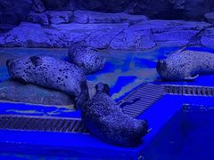 -上海海昌海洋公园