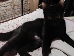 -乐琪宠物医院·犬猫专科·骨外科·急重症