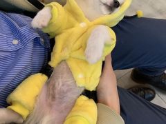 -PETKIT小佩宠物·低压洗护(国顺东路店)