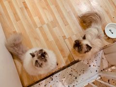 -柚子猫舍·精品猫舍购猫·猫咪认养·购宠·宠物店