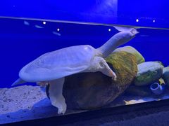 -上海海洋水族馆