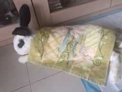 -北京观赏动物医院·24小时大型综合·猫专科·异宠专科