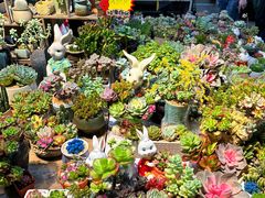 -朝来春花卉市场