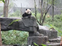 -中国大熊猫保护研究中心雅安碧峰峡基地