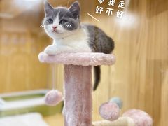 -屋虎猫馆(宝安大仟里店)