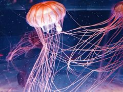 -上海海昌海洋公园