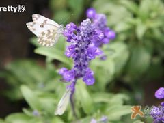-紫海香堤香草艺术庄园