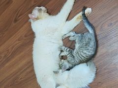 -楼上猫咖(罗湖店)