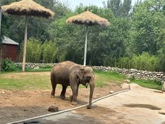 -北京野生动物园