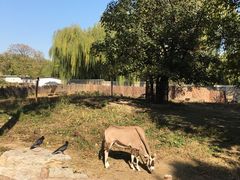 景点-北京动物园