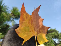 -八大关景区