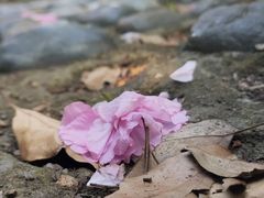 -高东镇樱花园