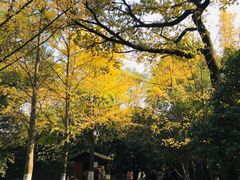 -灵谷景区