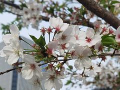 -新虹桥中心花园