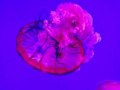 -瑞普利水族馆