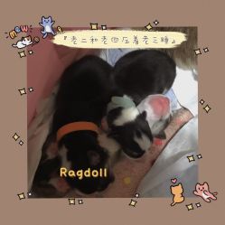 -酷嗒动物文化乐园(cutezoo西溪乐天城店)