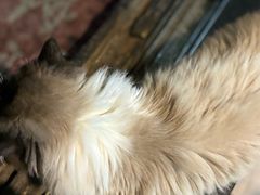 -嵊州特色小吃(萧山街店)