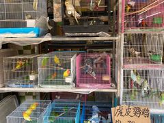 -溪岸路花鸟市场