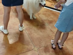 -more than meow吴止猫主题餐厅(承德 中船汇店)