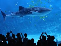 -烟台海昌鲸鲨海洋公园