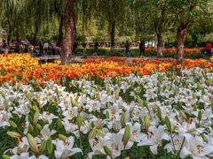 -石家庄市植物园