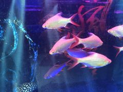 -龙大花卉苗木市场