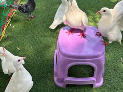 -长白岛森林公园