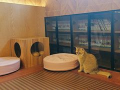 -MOCHA明星猫咖(田子坊店)