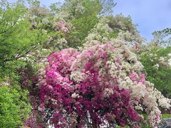 -深圳国际园林花卉博览园