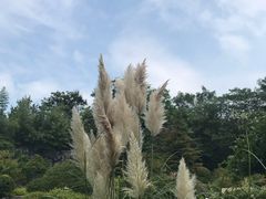 -吴淞炮台湾湿地森林公园烧烤区